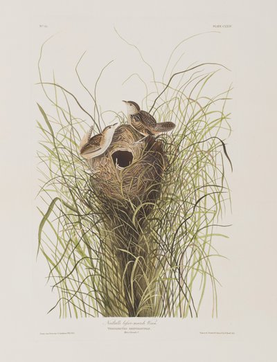 Illustration aus 