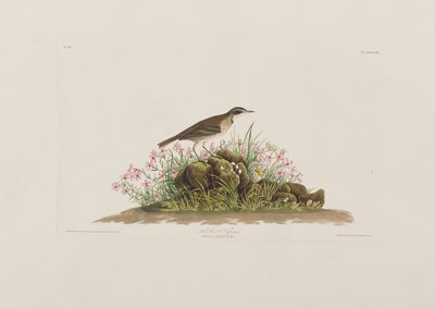 Illustration aus 