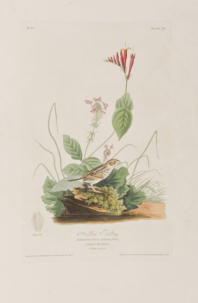 Illustration aus 
