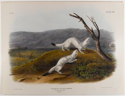 Kleine flinke Wiesel von John James Audubon