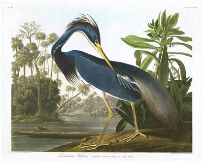 Louisiana-Reiher, 1834 von John James Audubon