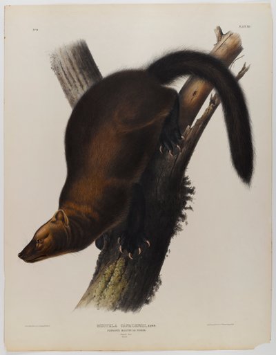 Pennants Marder von John James Audubon