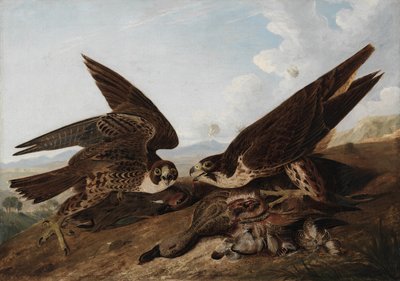Wanderfalken von John James Audubon