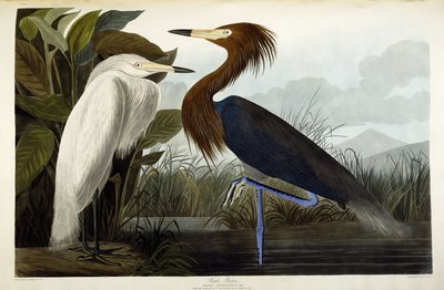 Purpurreiher von John James Audubon