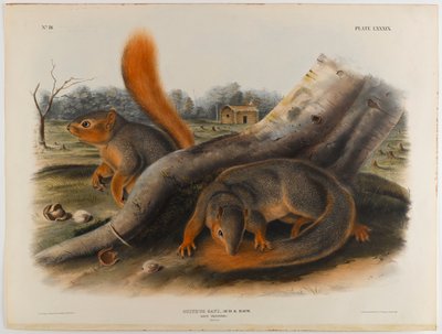 Says Eichhörnchen von John James Audubon