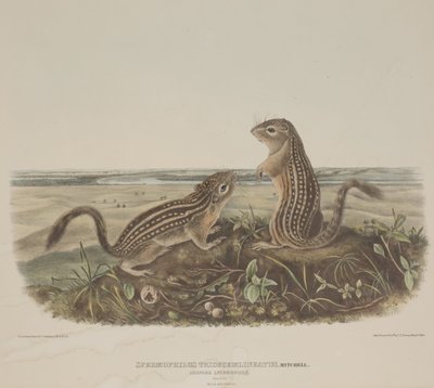 Spermophilus Tridecemlineatus (Zwei Leopardenhörnchen) von John James Audubon