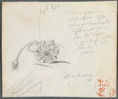 Erdbeerblüte von John La Farge