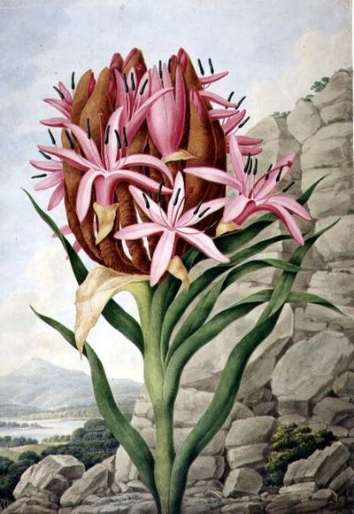 Speerlilie (Doryanthes excelsa) von John Lindley