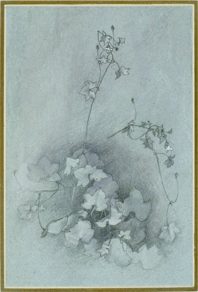 Efeublättriger Toadflax 