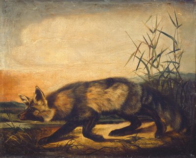 Langschwänziger Rotfuchs von John Woodhouse Audubon