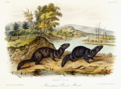 Bachmink, ca. 1849-1854 von John Woodhouse Audubon
