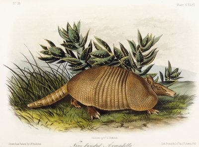 Neunbinden-Gürteltier, 1849-1854 von John Woodhouse Audubon