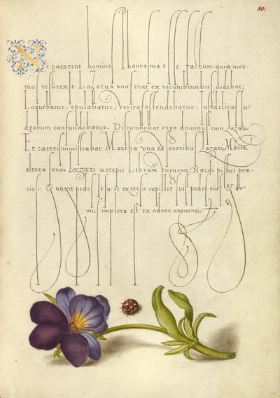 Marienkäfer und Europäisches Wildes Stiefmütterchen von Joris Hoefnagel