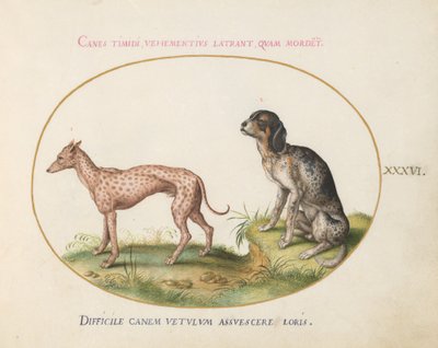 Tafel 36: Zwei gefleckte Hunde von Joris Hoefnagel