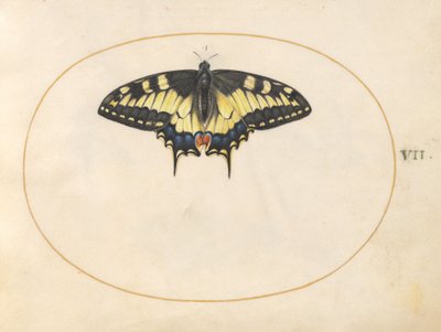 Tafel 7: Schwalbenschwanz-Schmetterling von Joris Hoefnagel