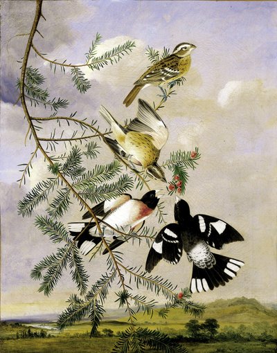 Rosenbrust-Kernknacker von Joseph Bartholomew Kidd