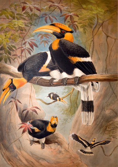 Konkaver Hornvogel, 1861 von Joseph Wolf