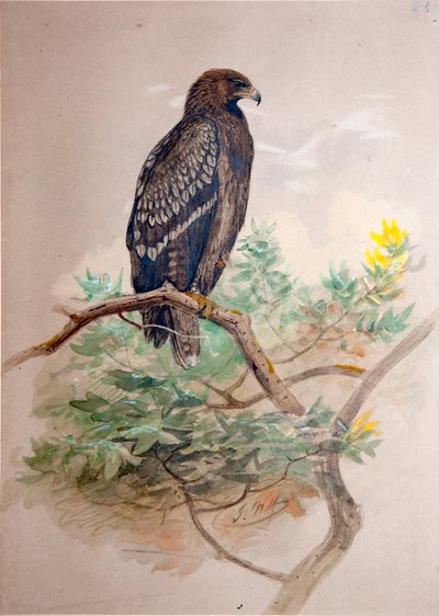 Schreiadler (Aquila clanga), 1856-67 von Joseph Wolf