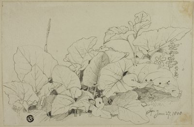 Büschel von Blättern und Blumen von Joshua Cristall