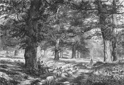 Im Sherwood Forest, ca. 1875 von Josiah Wood Whymper