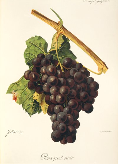 Braquet Noir-Traube von Jules Troncy