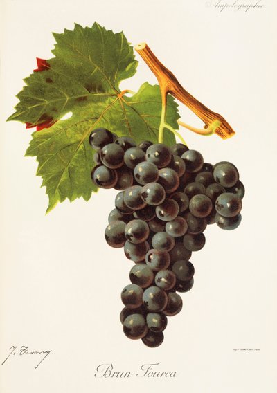 Brun Fourca Traube von J. Troncy von Jules Troncy