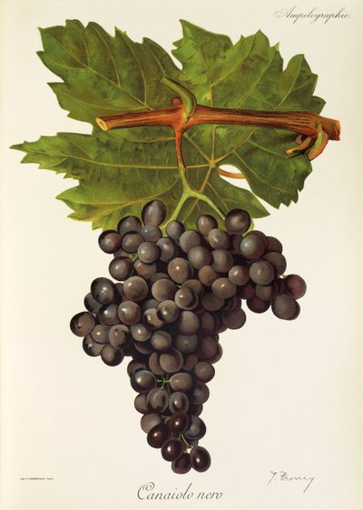 Canaiolo Nero-Traube von Jules Troncy
