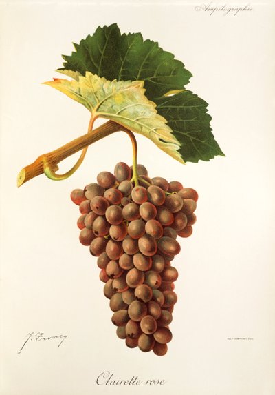 Clairette Rose Traube von Jules Troncy