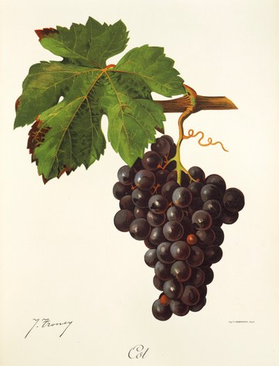 Cot-Traube von Jules Troncy