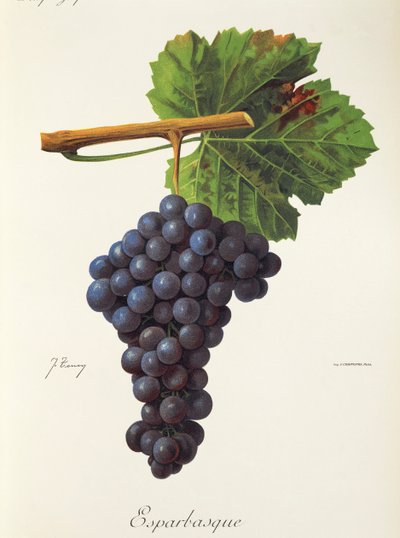 Esparbasque-Traube von J. Troncy von Jules Troncy
