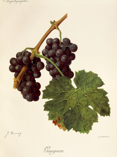 Gougean Traube von Jules Troncy