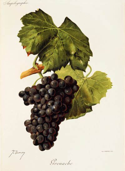 Grenache-Traube von J. Troncy von Jules Troncy