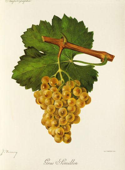 Gros Semillon-Traube von Jules Troncy