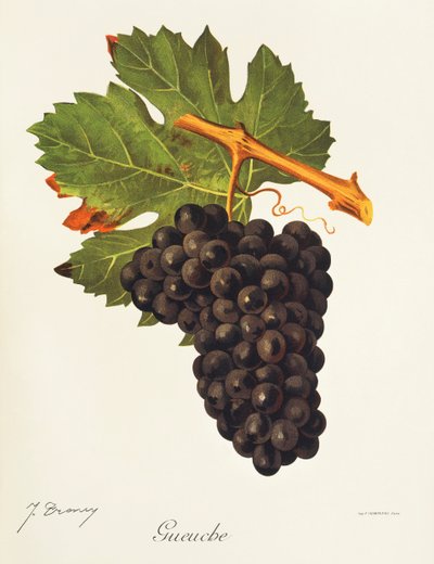 Gueuche Traube von Jules Troncy