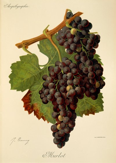 Merlot Traube von J. Troncy von Jules Troncy