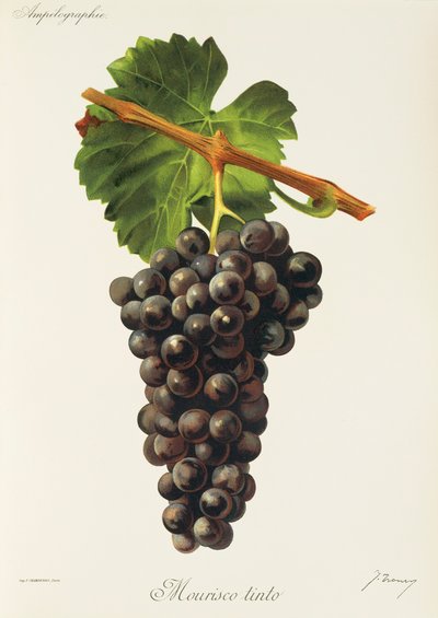 Mourisco Tinto-Traube von Jules Troncy