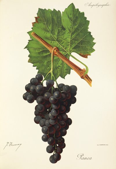 Panea-Traube von Jules Troncy