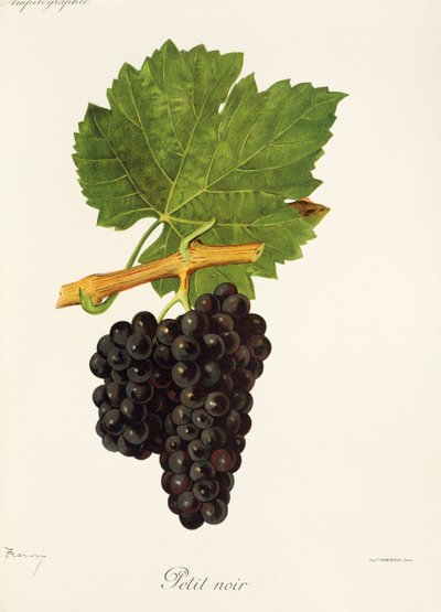 Petit Noir Traube von J. Troncy von Jules Troncy
