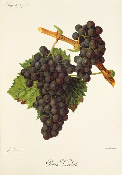 Petit Verdot-Traube von Jules Troncy