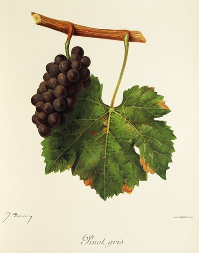 Pinot Gris Traube von Jules Troncy