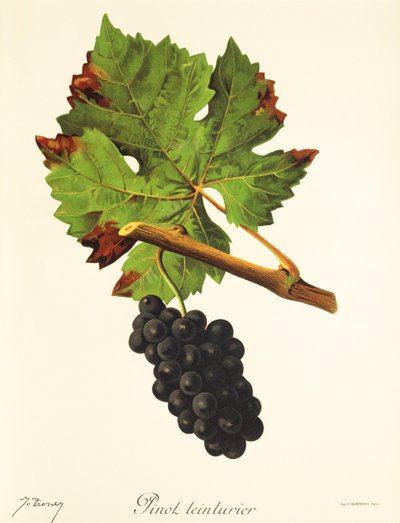 Pinot Teinturier-Traube von Jules Troncy