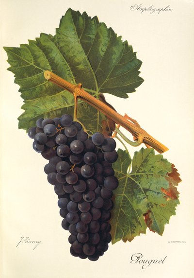 Pougnel-Traube von Jules Troncy