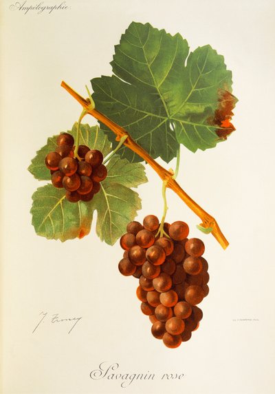 Savagnin Rose-Traube von Jules Troncy
