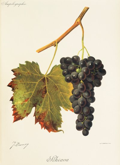 Schiava-Traube von Jules Troncy