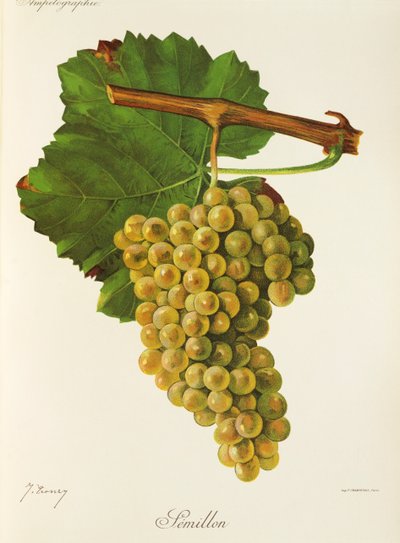 Semillon-Traube von Jules Troncy