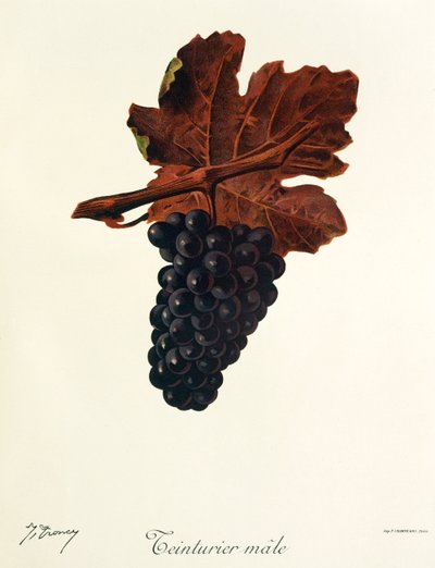 Teinturier Male-Traube von Jules Troncy