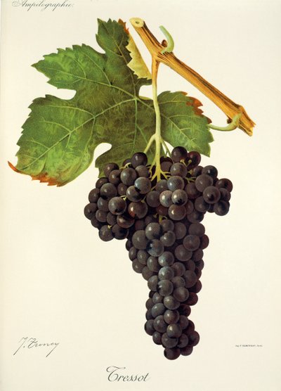 Tressot-Traube von J. Troncy von Jules Troncy