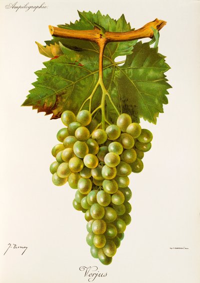 Verjus-Traube von Jules Troncy