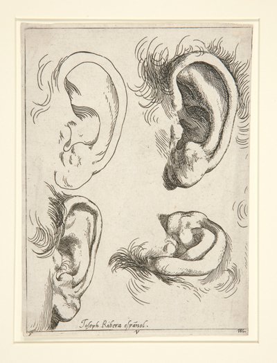 Studien von vier Ohren von Jusepe de Ribera