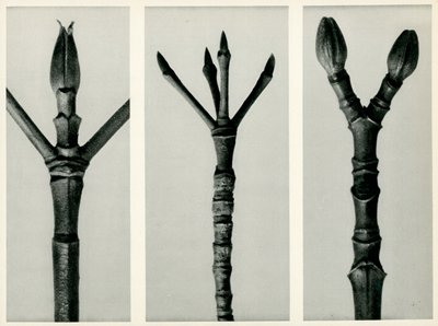 Cornus Nuttallii, 1929 (Fotogravur) von Karl Blossfeldt